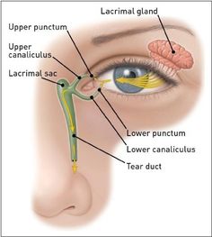 the parts of an eye labeled in this diagram are labeled below, upper punctum, lower lacrimal sacs, lower lumbal sac and lower plat