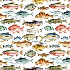 a watercolor painting of different types of fish