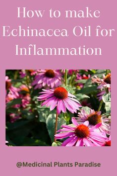 purple flowers with the title how to make echinacea oil for inflamation