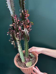 a person is holding a potted plant with pink flowers and green leaves on it