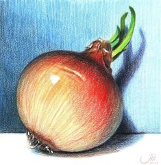 colored pencil drawing of an onion on a blue background with the top half still attached