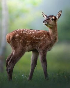 a small deer standing on top of a lush green field with trees in the background