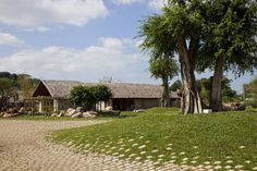 a stone path leading to a house with a tree in the foreground and rocks on the ground