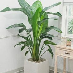 a large plant in a white pot on the floor