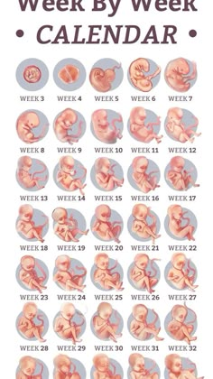 the week by week calendar with pictures of baby's body and head in different positions