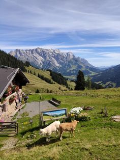 two cows are grazing on the grass in front of a house with mountains in the background