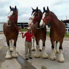 three horses standing next to each other on a road with a man in red shirt and khaki pants