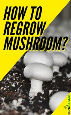 a mushroom with the words how to regrow mushrooms? in front of it on a yellow and black background