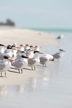 many seagulls are standing on the beach near the water