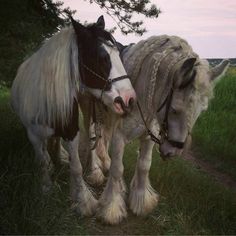 two white and black horses standing next to each other