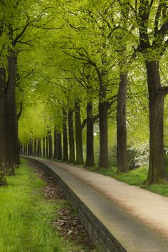 a tree lined path in the middle of a park