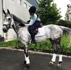 Gray Horse, Horse Riding Outfit, Cutee Animals, English Horse, Most Beautiful Horses, 2nd Place