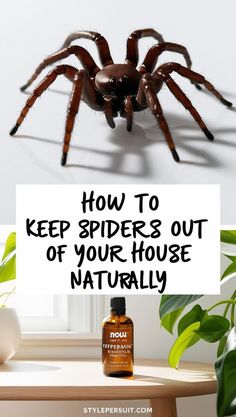 a spider with the words how to keep spiders out of your house naturally on it