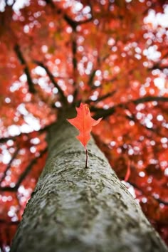 an orange maple leaf on the trunk of a tree with red leaves in the background