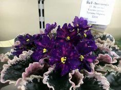 purple flowers are growing in the center of a black and white flower pot on a table