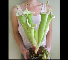 a woman holding a potted plant with multiple flowers on it's stems, in front of a white wall