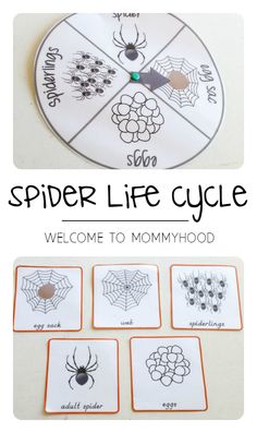 a spider life cycle is shown with four pictures and the words welcome to mommyhood