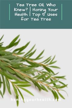 Ever wonder what tea tree oil is used for? There are lots and here are the top 5!