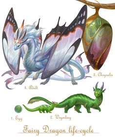 three different types of dragon life - cycle