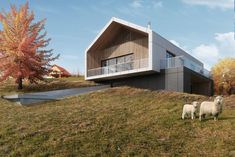 two sheep standing in front of a modern house