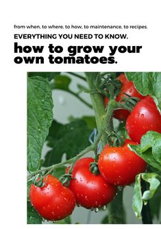 tomatoes growing on a plant with the words, everything you need to know how to grow your own tomatoes