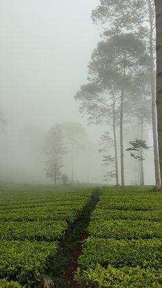 a foggy day in the middle of a tea plantation with trees and bushes on either side