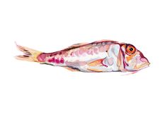 a watercolor painting of a colorful fish on a white background with the colors of pink, yellow and orange