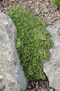 a small green plant growing between two large rocks