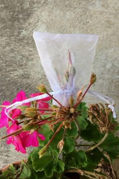 a bunch of flowers that are sitting in a pot