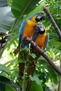 two colorful parrots sitting on top of a tree branch in the jungle with green leaves