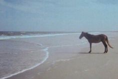 a brown horse standing on top of a sandy beach next to the ocean's edge