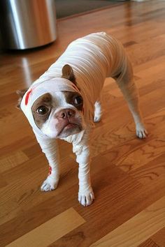 a small dog with bandages on it's head is standing on the wooden floor