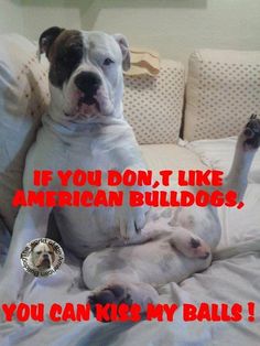 a dog laying on top of a bed next to a pillow with the caption if you don't like american bulldogs, you can kick my balls