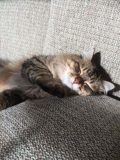 a cat laying on top of a couch with its eyes closed