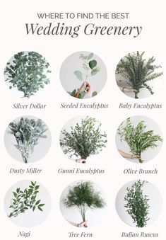 a bunch of different types of plants that are labeled in the words where to find the best wedding greenery