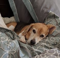 a brown and white dog laying on top of a bed covered in blankets next to pillows