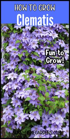 clematis growing in the garden with text overlay how to grow clematists