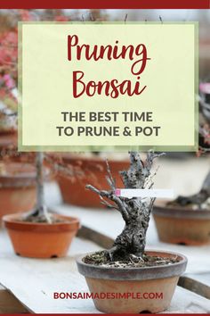 the best time to prune and pot in bonsai