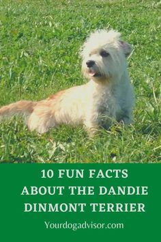 a white dog laying in the grass with text overlay that reads 10 fun fact about the dandie diamond terrier