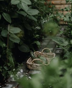 a basket sitting in the middle of some plants