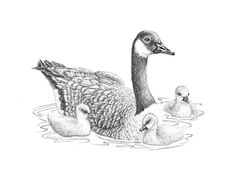 a pencil drawing of two ducks and their chicks in the water, with one duckling looking at the camera