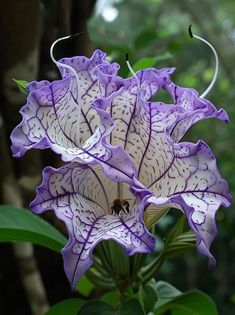 purple and white flowers with green leaves in the background