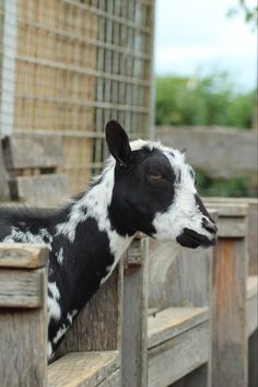 a black and white goat sticking its head over a wooden fence