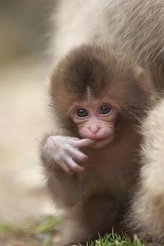 a baby monkey is standing on its hind legs and looking at the camera while holding it's paw