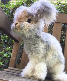 a small white dog sitting on top of a wooden bench