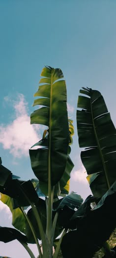 a large banana tree with lots of green leaves on it's branches and sky in the background