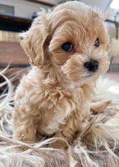 a small brown dog sitting on top of a bed