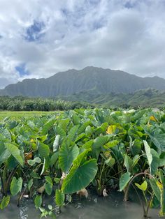 large green plants growing in the middle of a field with mountains in the background on a cloudy day