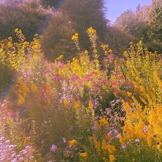 the sun shines brightly through the trees and wildflowers in the field,