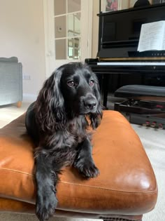 a black dog sitting on top of a brown leather bench in front of a piano